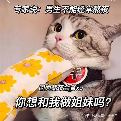 自来猫意思|“旺家猫”的8个特征，如果养了一只，说明你要走好运！